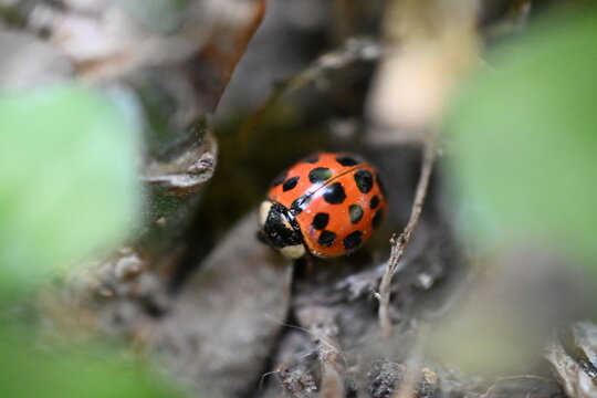 ladybird on a leaf