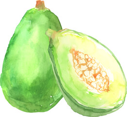 水彩で描いた青パパイヤのイラスト　ベクター