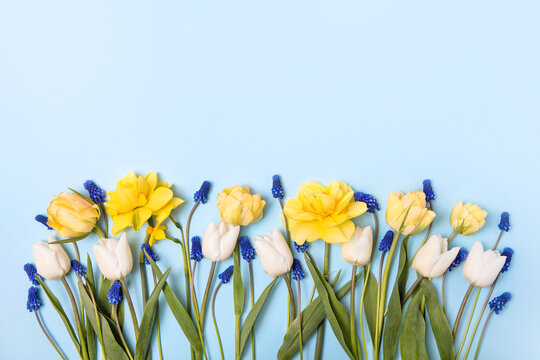 Bright spring blue background of colored spring flowers muscari, grouse, daffodils and tulips with place for text. Happy Mother's Day greeting card, happy Easter, March 8th, happy birthday