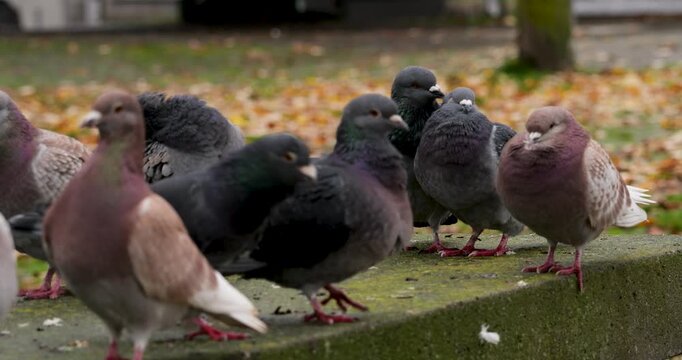 Two pigeons grooming each other while sitting on a stone bench in a city park, with other pigeons nearby. Intimate animal behavior captured in an urban autumn setting.