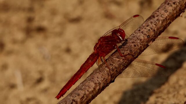 Detailed macro style video showing a male Crocothemis erythraea resting peacefully on a dry twig in a natural outdoor habitat during winter daylight in Himachal Pradesh, India.
