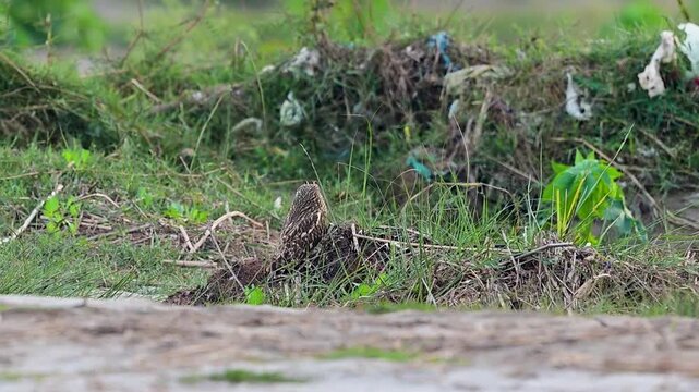 Natural riverside setting reveals short eared owl in composed stance