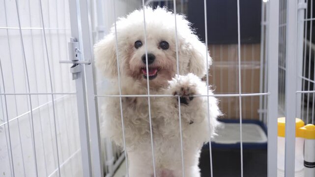 Small fluffy white dog standing behind kennel bars, looking toward the camera and pawing the gate, highlighting pet rescue, adoption, animal welfare and shelter care