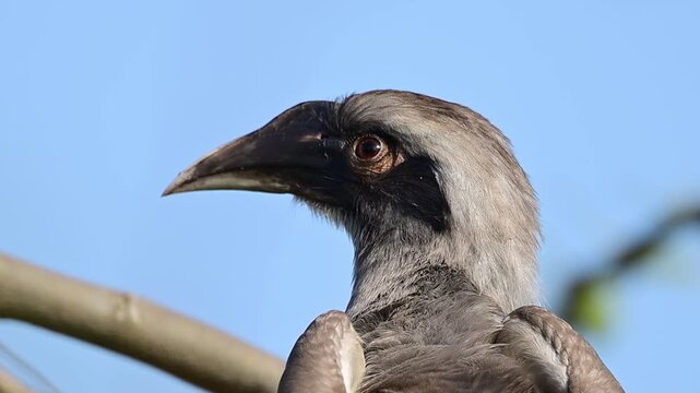 Detailed closeup frames indian grey hornbill resting quietly on branch within woodland habitat