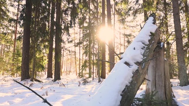 A broken tree trunk stands bent and splintered in a snowy evergreen forest, lit by low winter sunlight, showing natural damage and the harsh effects of weather.