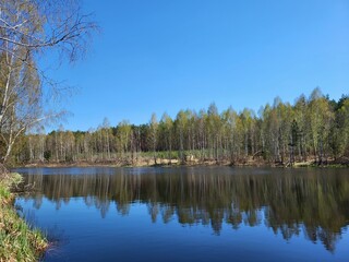 Spring forest near a calm lake on a sunny day