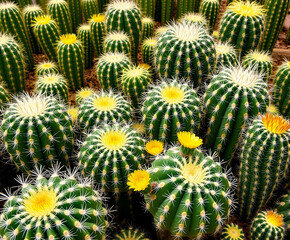 cactus in the desert