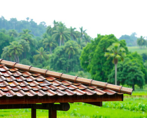 bamboo forest in thailand