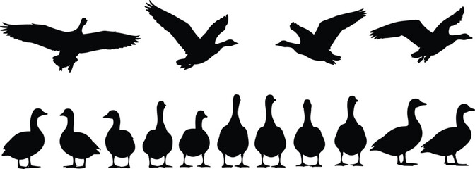 Goose silhouette set showing flying and standing geese isolated on white background for wildlife design, nature illustration, branding, and decorative graphic projects © MdFojlur