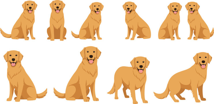 Golden Retriever Dog Cartoon Character Set with Sitting and Standing Poses for Pet Design, Cute Puppy Flat Vector Illustration Collection