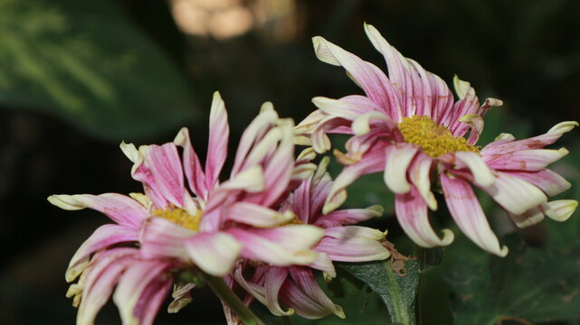 Purple flower with yellow center purple krysan chrysant with black dark blur background beautyfull purple flower