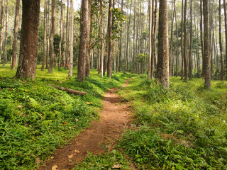 Obraz premium Sunbeams illuminating a dirt path through a serene pine forest.