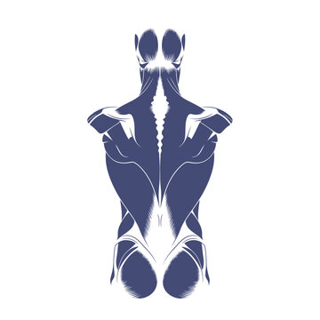 Anatomy of the human back muscles detailed illustration in blue tones