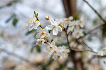 Soft white cherry blossoms blooming on a tree branch during a bright spring day.