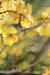 日本の初春の花、ロウバイ