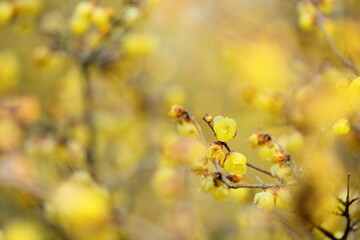 日本の初春の花、ロウバイ