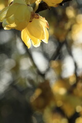 日本の初春の花、ロウバイ