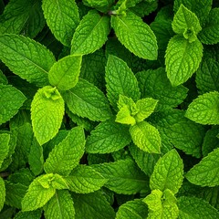 Lush, verdant foliage. A close-up view of fresh green leaves
