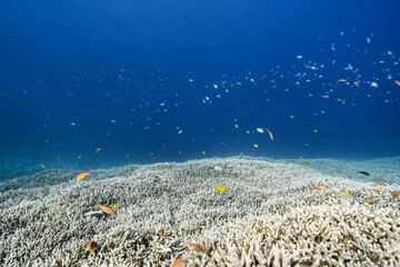 Tropical coral reef landscape © Satoshi