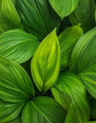 Lush, verdant foliage. Close-up of overlapping leaves with textured veins