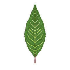 illustration of a fresh green leaf without background