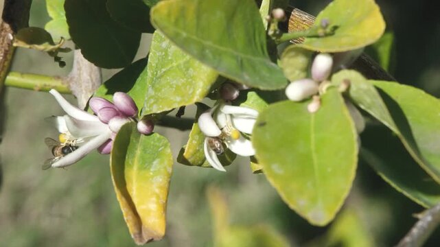 Close-up of honey bees collecting pollen from delicate Meyer lemon tree flowers in full bloom. The bees move from blossom to blossom, their bodies dusted with golden pollen as they gather nectar.