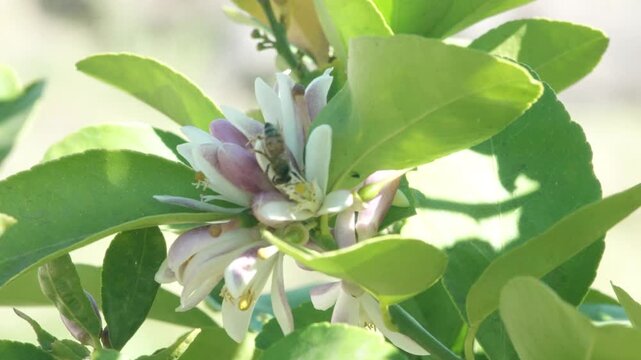 Close-up of honey bees collecting pollen from delicate Meyer lemon tree flowers in full bloom. The bees move from blossom to blossom, their bodies dusted with golden pollen as they gather nectar.