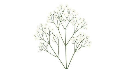 A large spray of tiny white baby's breath flowers with thin green stems branches out on a plain white background.