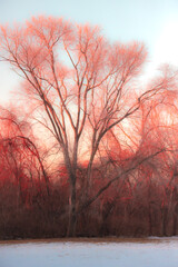 sunset in the forest