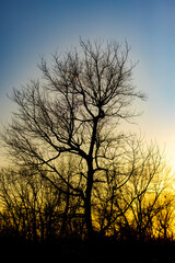 silhouette of tree, sunset