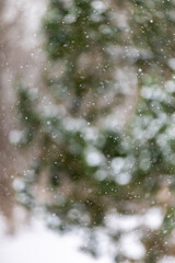 Falling snow in the forest