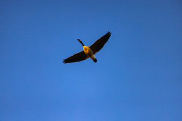 birds in flight, canadian goose, sunset