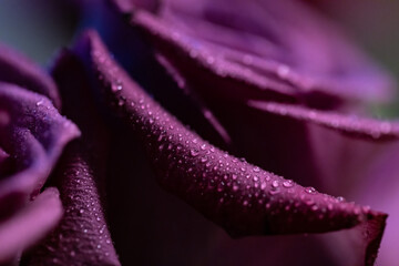 dew on purple rose, flower