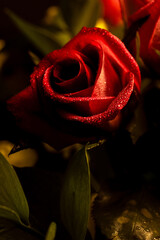 single red rose, waterdroplets