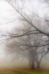 trees in the fog