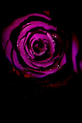 Purple rose on black background, water droplets