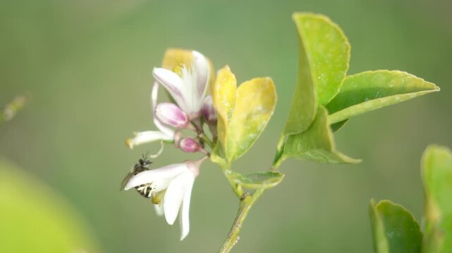 Close-up of honey bees collecting pollen from delicate Meyer lemon tree flowers in full bloom. The bees move from blossom to blossom, their bodies dusted with golden pollen as they gather nectar.