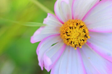 Obraz premium 愛媛県三間町 コスモス畑に咲く一輪の花