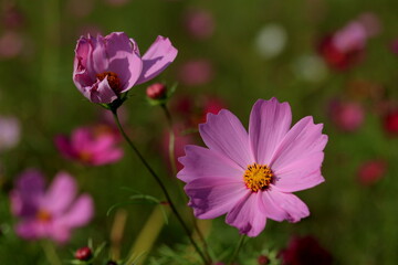 Obraz premium 愛媛県三間町 コスモス畑に咲く一輪の花