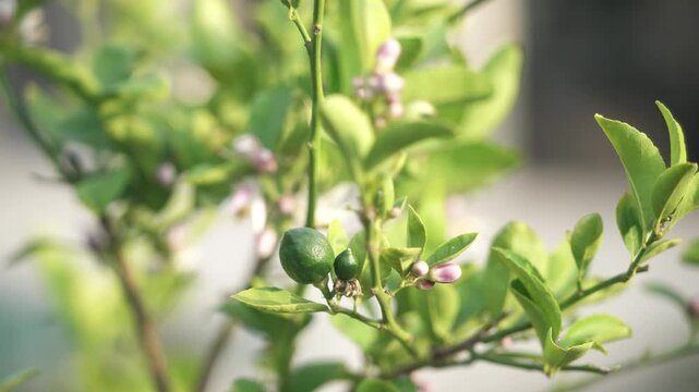 Close-up of a healthy Meyer lemon tree branch in natural daylight, featuring small, newly forming green lemons alongside delicate white lemon blossoms. The flowers display soft white petals with subtl