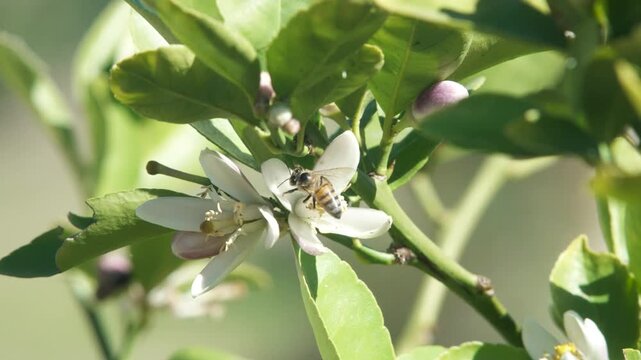 Close-up of honey bees collecting pollen from delicate Meyer lemon tree flowers in full bloom. The bees move from blossom to blossom, their bodies dusted with golden pollen as they gather nectar.