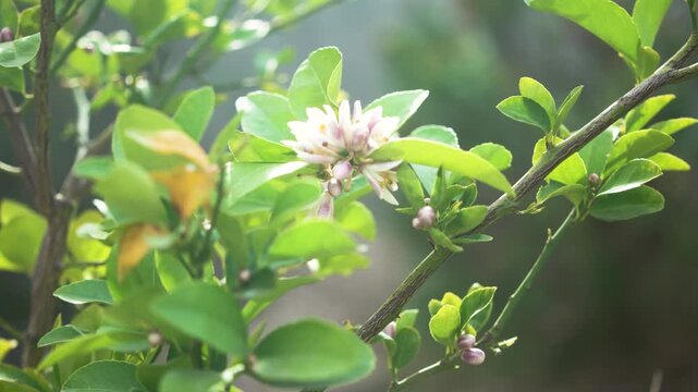 Close-up of honey bees collecting pollen from delicate Meyer lemon tree flowers in full bloom. The bees move from blossom to blossom, their bodies dusted with golden pollen as they gather nectar.