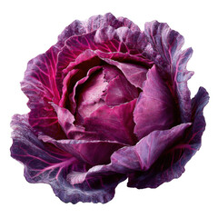 Obraz premium Detailed Red Cabbage isolated on a transparent background