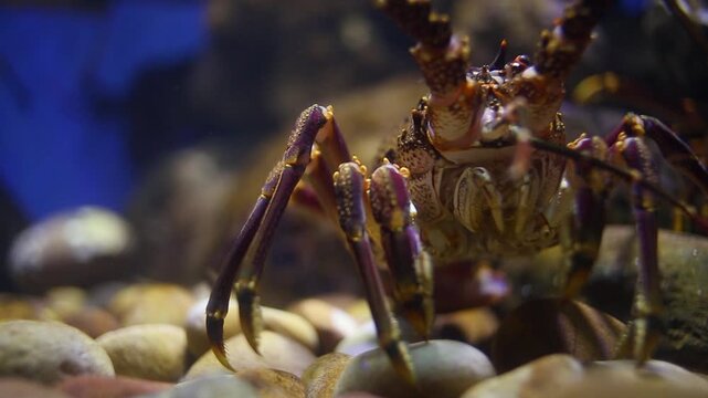 Closeup: Purple and gold spiny lobster walks over bottom pebble stones