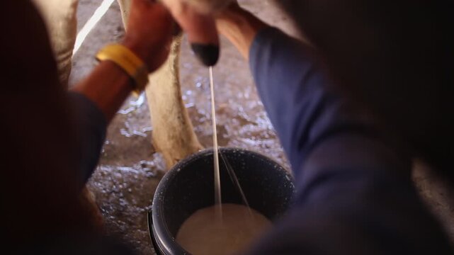 Over shoulder view, farmer milks cow into plastic bucket on dairy farm