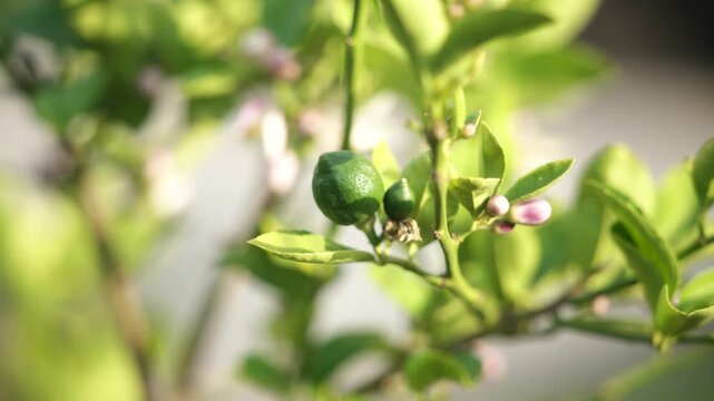 Close-up of a healthy Meyer lemon tree branch in natural daylight, featuring small, newly forming green lemons alongside delicate white lemon blossoms. The flowers display soft white petals with subtl