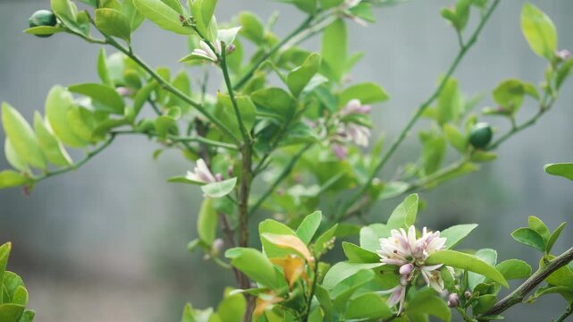 Close-up of a healthy Meyer lemon tree branch in natural daylight, featuring small, newly forming green lemons alongside delicate white lemon blossoms. 