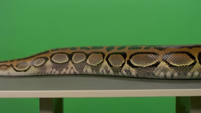 Cinematic Greenscreen Snake python cobra viper slither movement wild reptile animal exotic predator venomous hunter scale skin for filmmaking motion graphics visual effects and digital creator