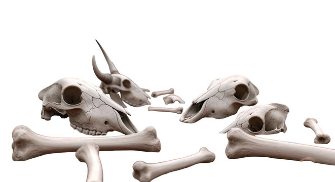 Collection of Animal Skulls and Bones