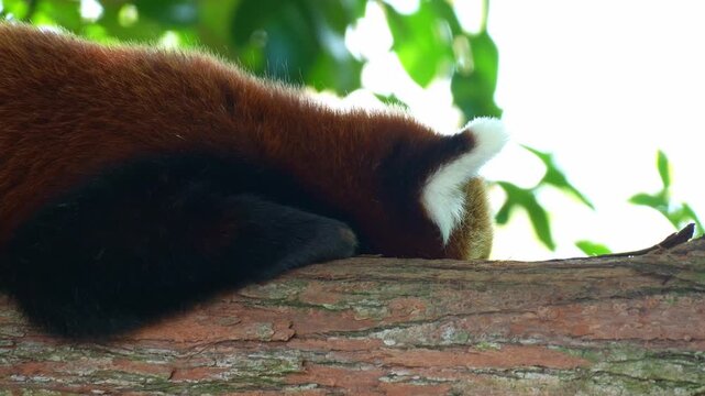 A red panda (Ailurus fulgens) is captured in a close-up shot, peacefully resting on a tree branch on a serene day.